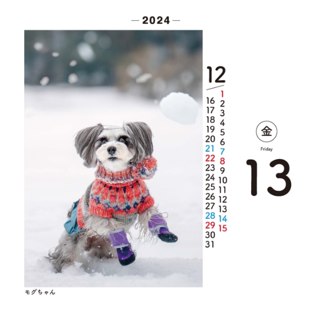  ゴールデンレトリバー犬のコメ 2024年 卓上 カレンダー TC24267