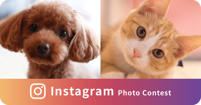Instagramフォトコンテスト Animalabo あにまらぼ 犬 猫 ペット 動物の写真 フォトコンテストサイト