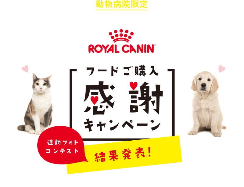 ROYAL CANIN フードご購入感謝キャンペーン 2018.9.25 ～ 2018.11.25 先着20,000名様に当たる！日めくり式カレンダー